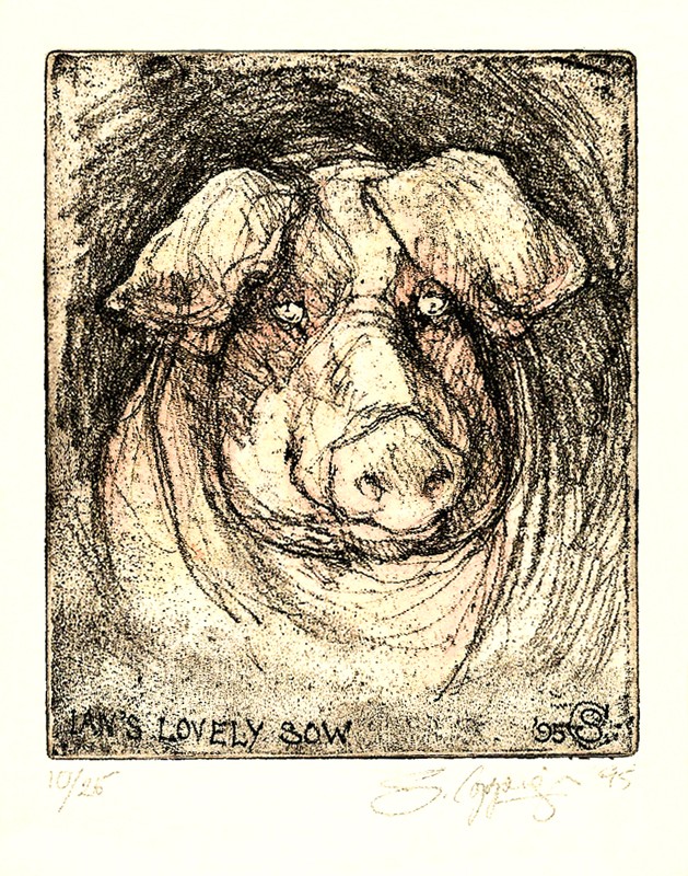 ... a sow met whilst staying on a farm near Clitheroe ... (Click to enlarge)