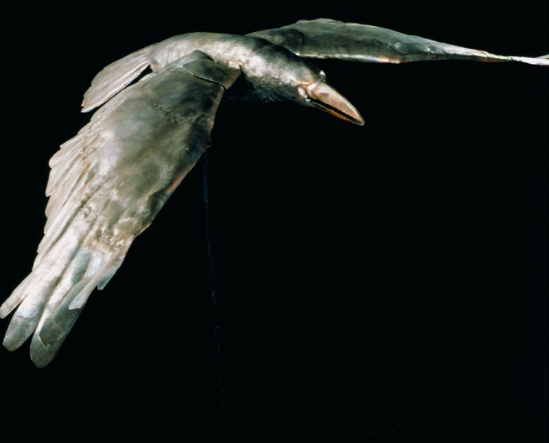 Photo by Llewellyn Robins (Click to enlarge)