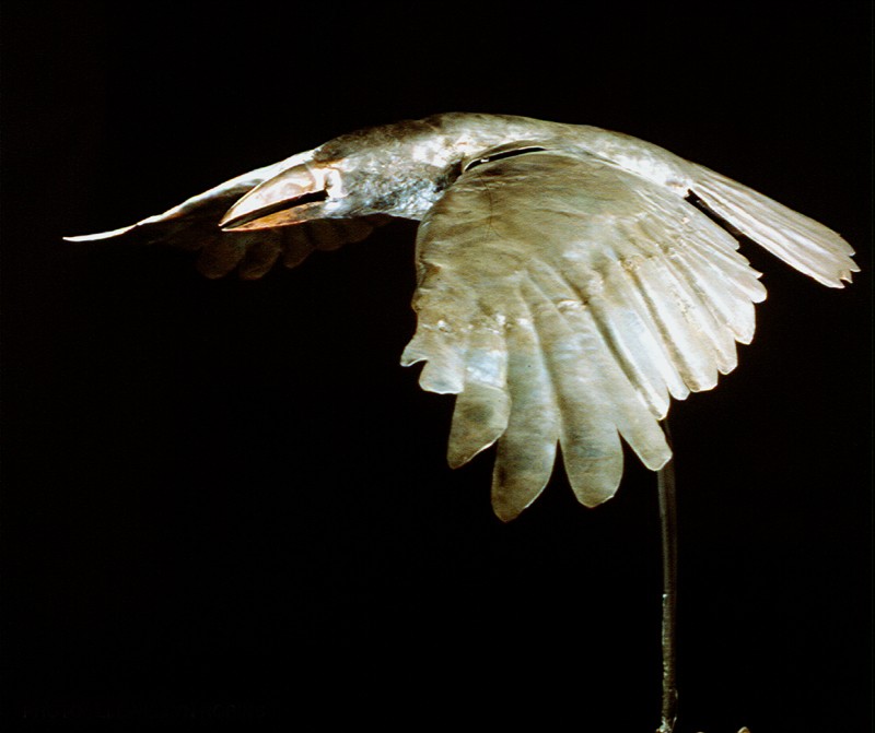 Photo by Llewellyn Robins (Click to enlarge)