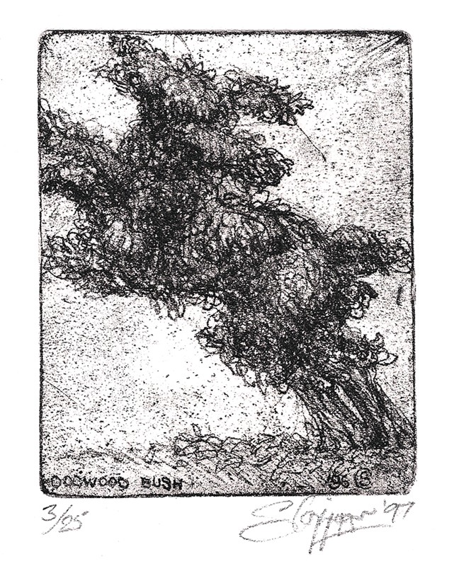 ... studies of a poodle-bush... (Click to enlarge)