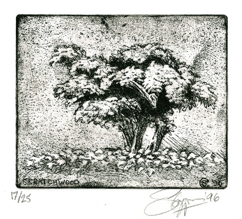 ... studies of a poodle-bush... (Click to enlarge)