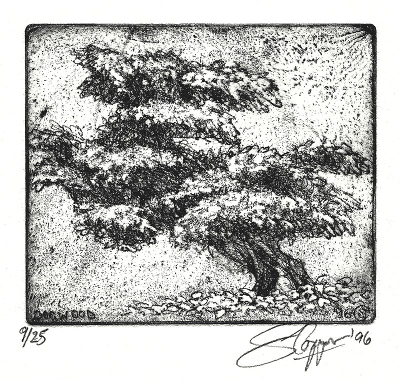 ... studies of a poodle-bush... (Click to enlarge)