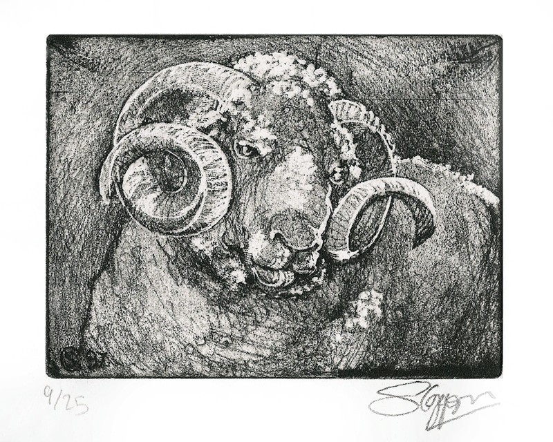 ... Irish ram ... (Click to enlarge)