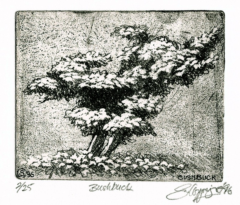 ... studies of a poodle-bush... (Click to enlarge)