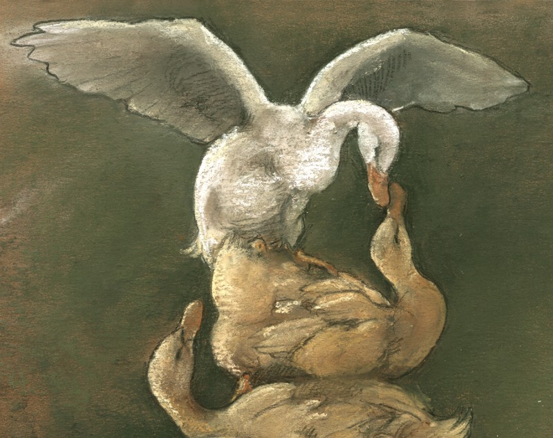 ... a gaggle of ducks ...  (Click to enlarge)