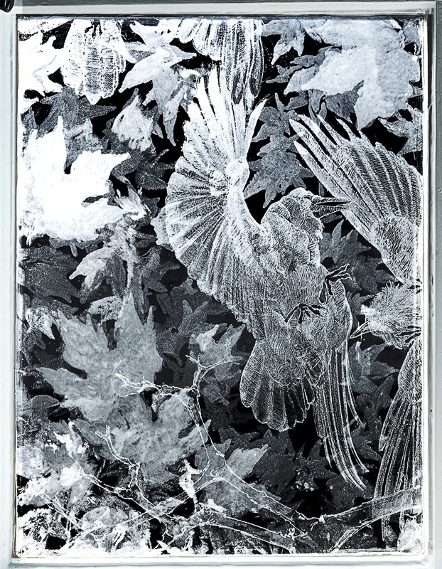 ROOKS FALL - Rooks in a flap