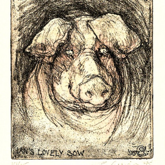 ... a sow met whilst staying on a farm near Clitheroe ...      (Click to enlarge)