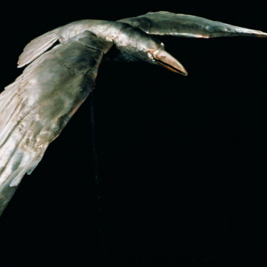 Photo by Llewellyn Robins (Click to enlarge)