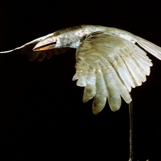 Photo by Llewellyn Robins (Click to enlarge)