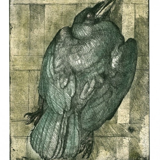 ... study of an exquisite rook ...  (Click to enlarge)