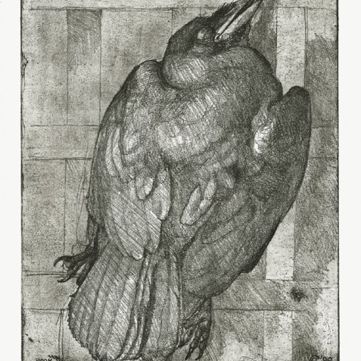 ... study of an exquisite rook ...  (Click to enlarge)