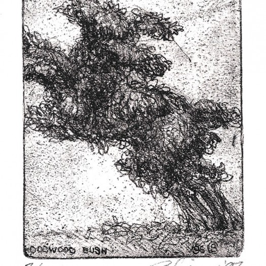 ... studies of a poodle-bush...  (Click to enlarge)