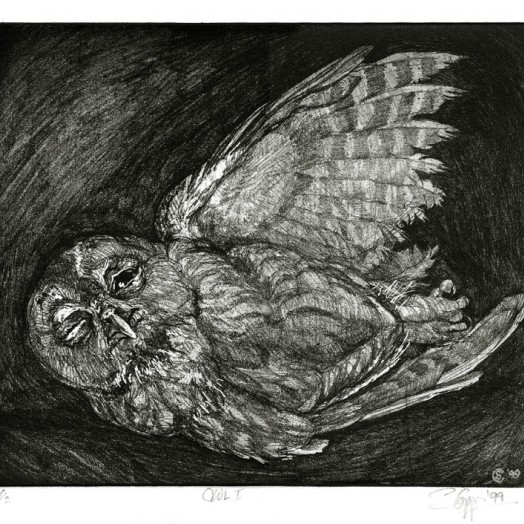  this young owl should not have been out after daylight  (Click to enlarge)