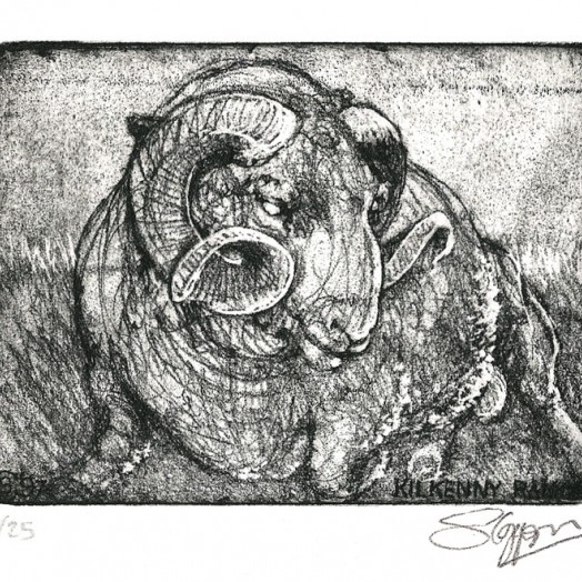 ... Kilkenny ram ...  (Click to enlarge)