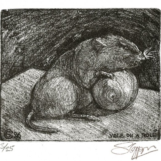 ... study of a Bank Vole ...  (Click to enlarge)
