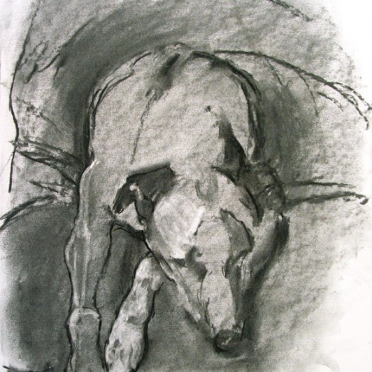 ... tinker asleep ...  (Click to enlarge)