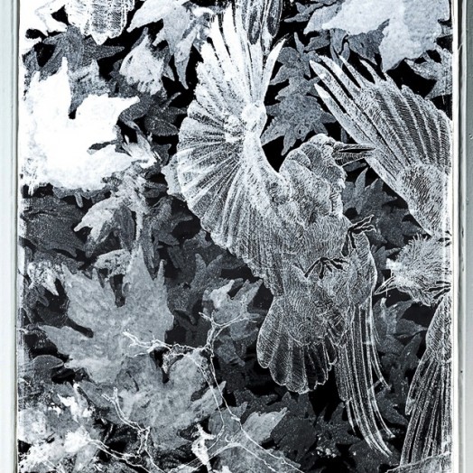 ROOKS FALL - Rooks in a flap